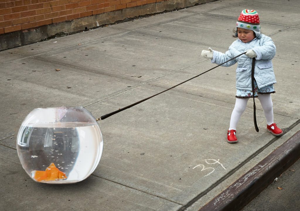 Girl pulling a goldfish on a leash